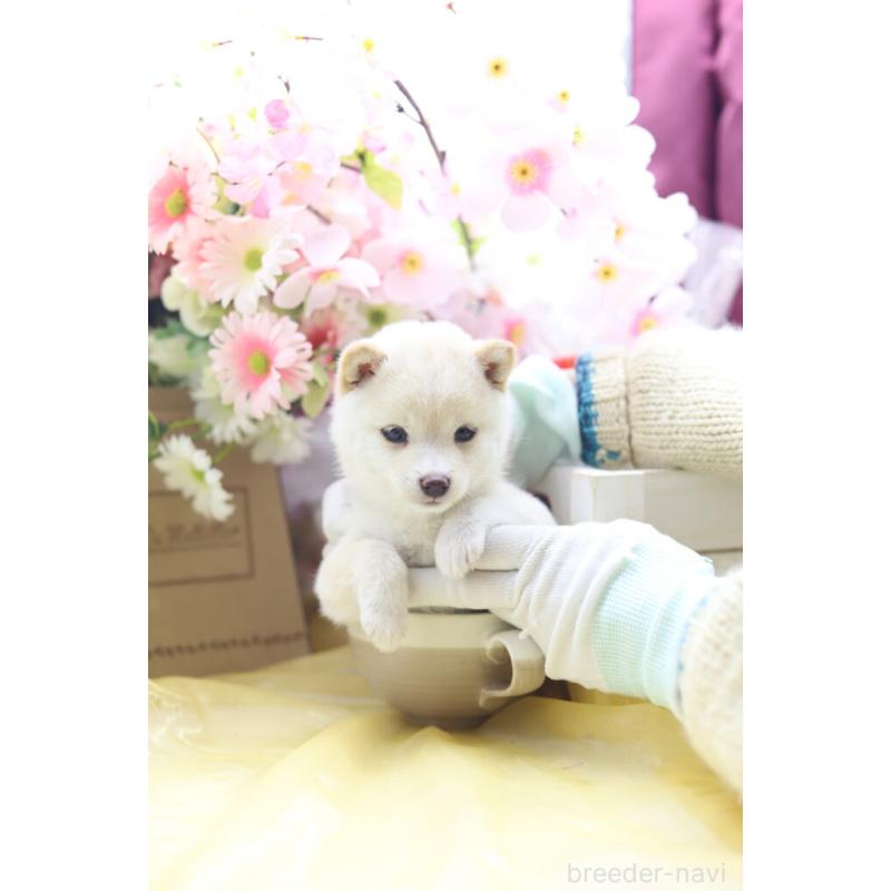 販売中の東京都の豆柴-453391の5枚目