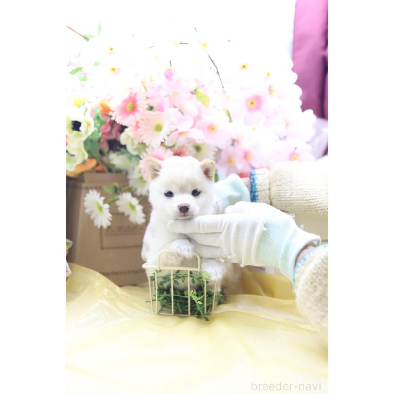 販売中の東京都の豆柴-453391の4枚目