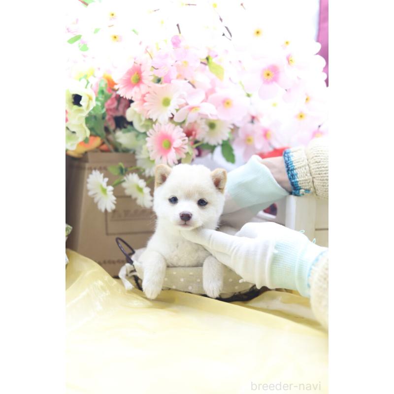 販売中の東京都の豆柴-453391の2枚目