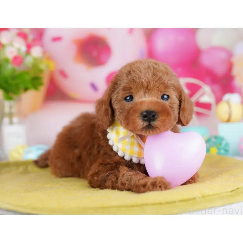 販売中の東京都のタイニープードル-453376の7枚目