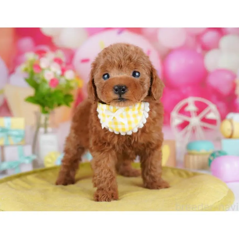 販売中の東京都のタイニープードル-453376の6枚目