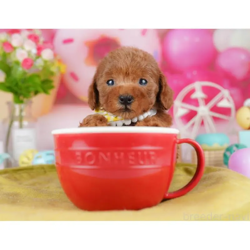 販売中の東京都のタイニープードル-453376の5枚目