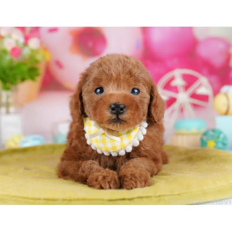 販売中の東京都のタイニープードル-453376の3枚目