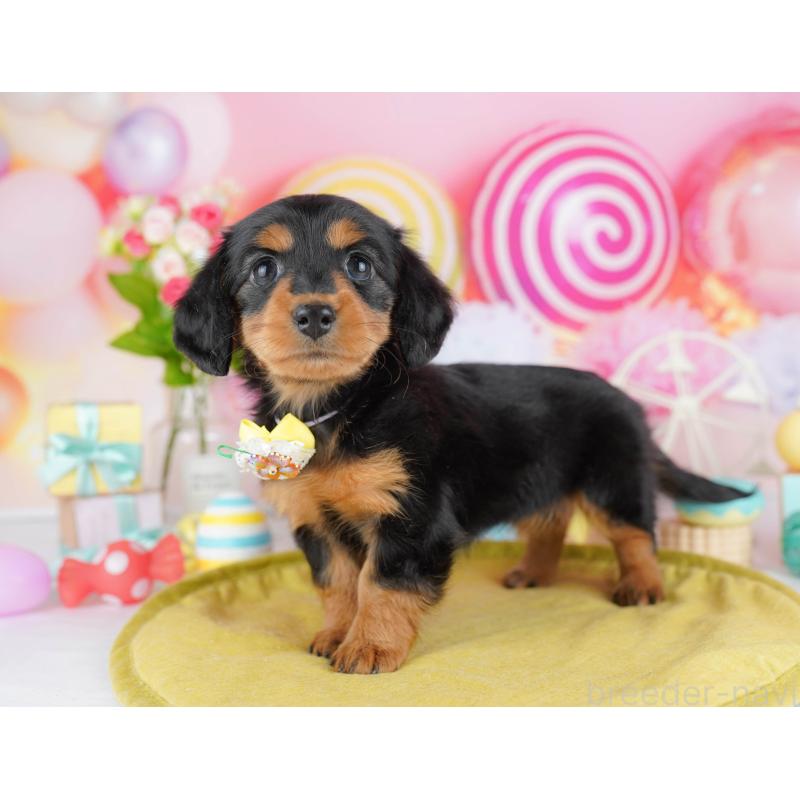 販売中の東京都のカニンヘンダックスフンド(ロングヘアード)-453384の6枚目