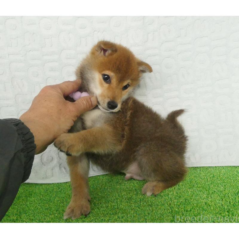 販売中の静岡県の柴犬-453386の5枚目