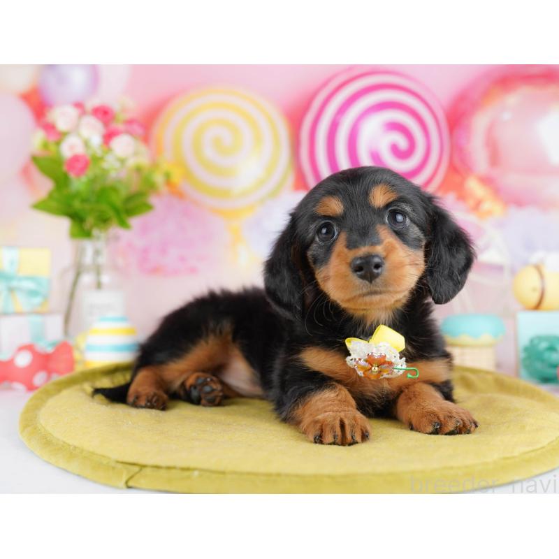 販売中の東京都のカニンヘンダックスフンド(ロングヘアード)-453384の5枚目