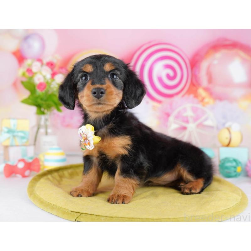 販売中の東京都のカニンヘンダックスフンド(ロングヘアード)-453384の4枚目