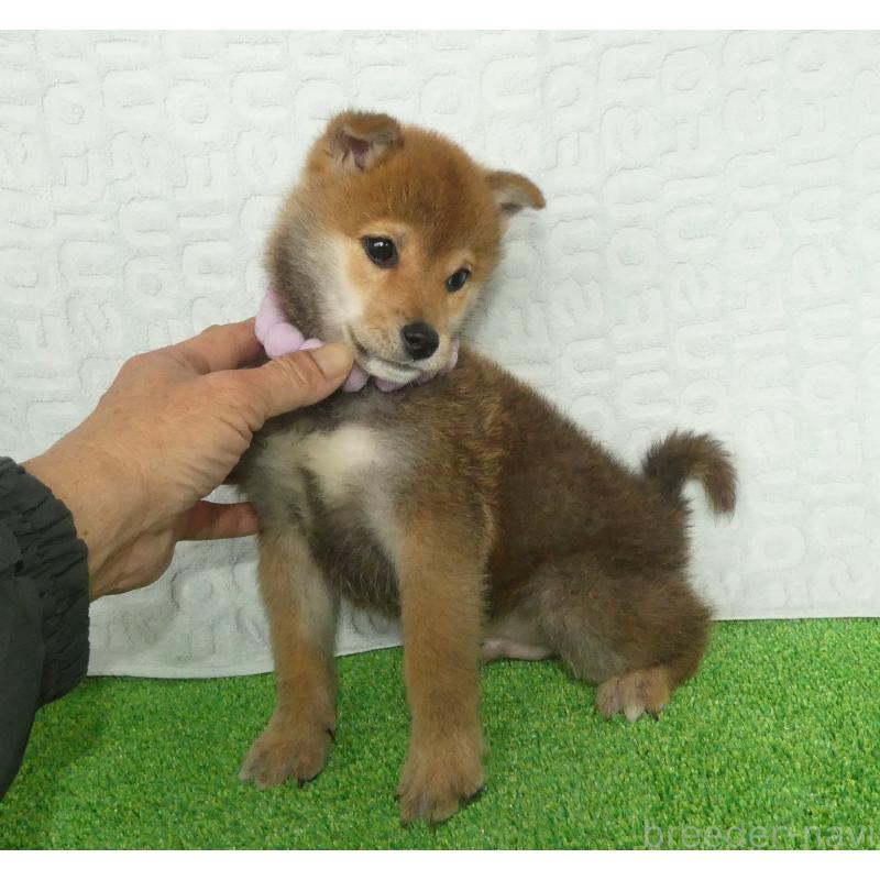 販売中の静岡県の柴犬-453386の4枚目