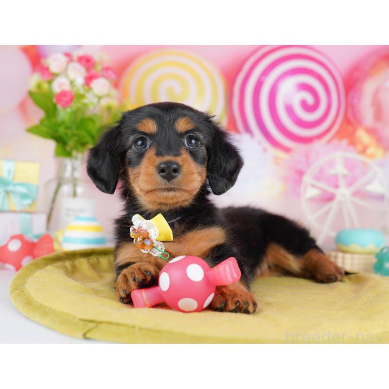 販売中の東京都のカニンヘンダックスフンド(ロングヘアード)-453384の3枚目