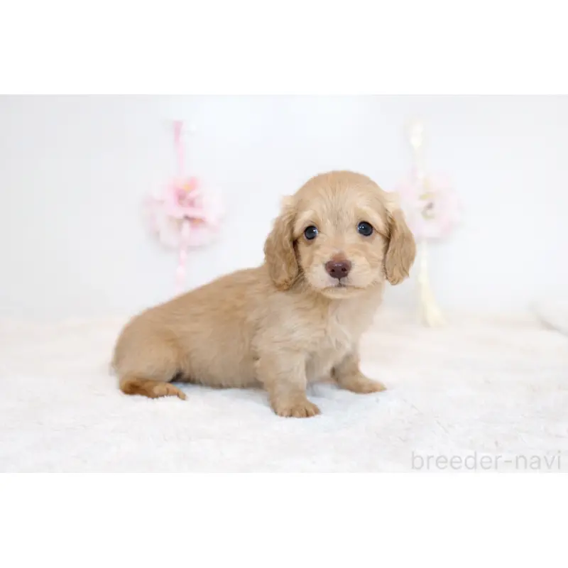 販売中の山口県のミニチュアダックスフンド(ロングヘアード)-453388の3枚目