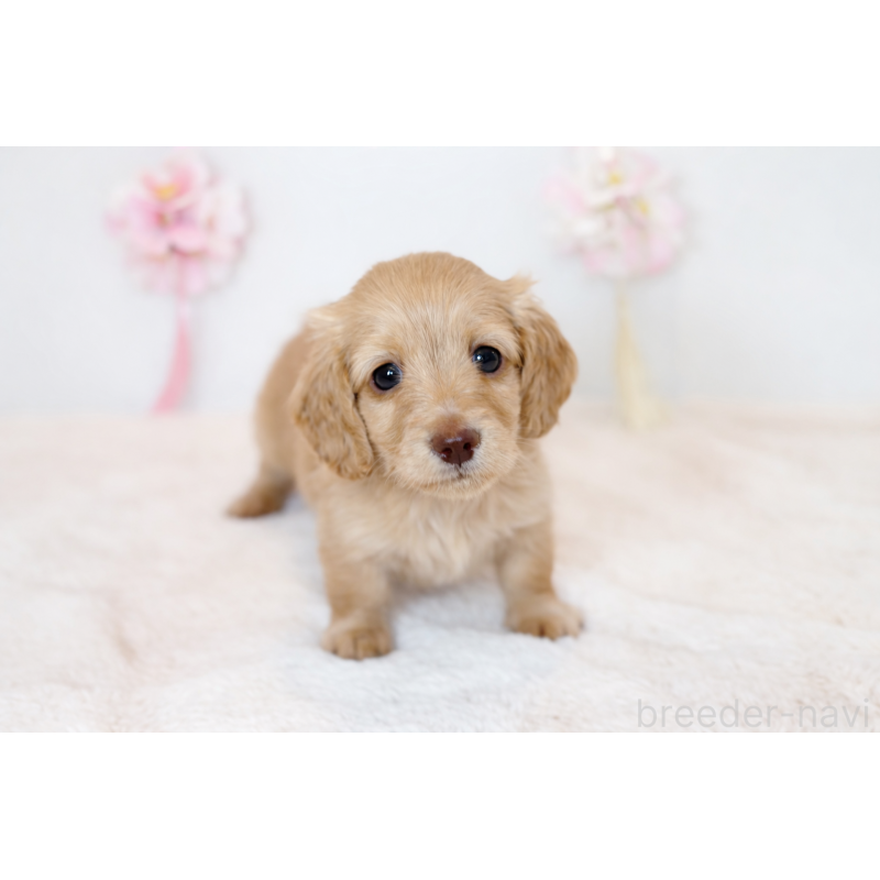 販売中の山口県のミニチュアダックスフンド(ロングヘアード)-453388の2枚目