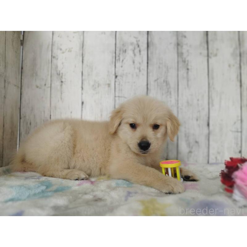 販売中の三重県のゴールデンレトリーバー-453390の4枚目