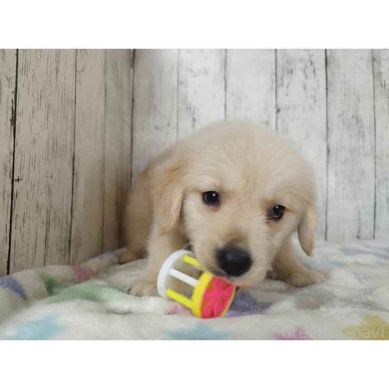 販売中の三重県のゴールデンレトリーバー-453390の5枚目