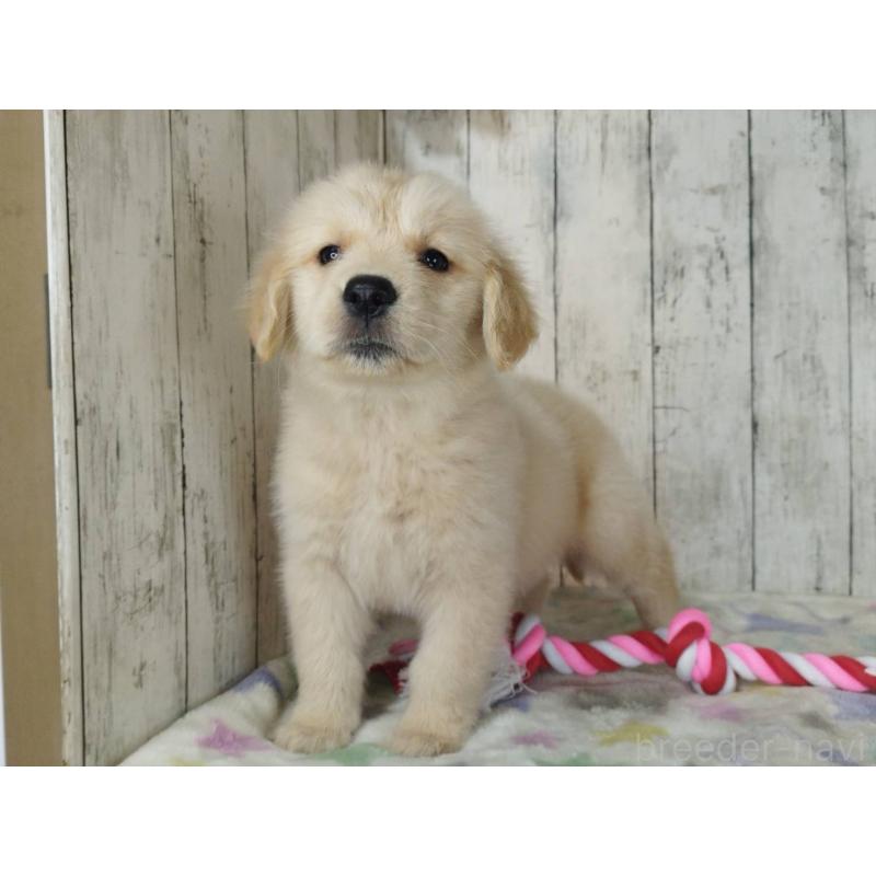 販売中の三重県のゴールデンレトリーバー-453390の3枚目