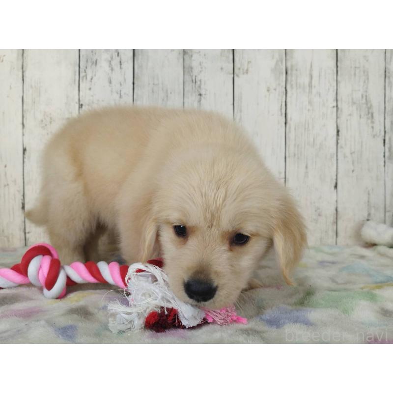 販売中の三重県のゴールデンレトリーバー-453390の2枚目