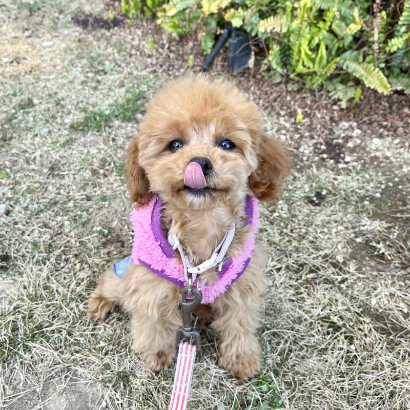 販売中の愛知県のタイニープードル-433495の4枚目