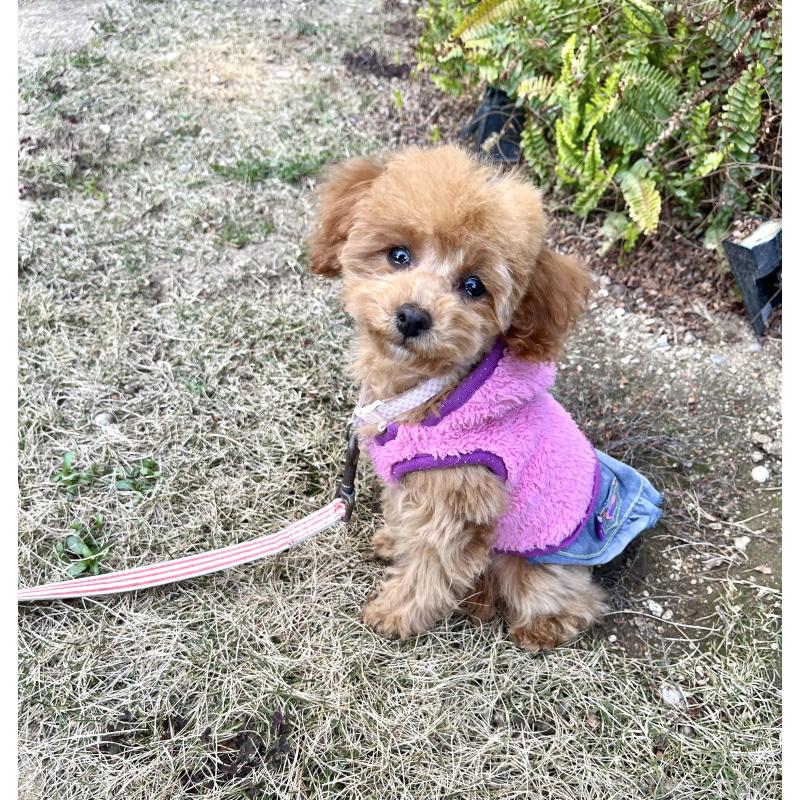 販売中の愛知県のタイニープードル-433495の3枚目