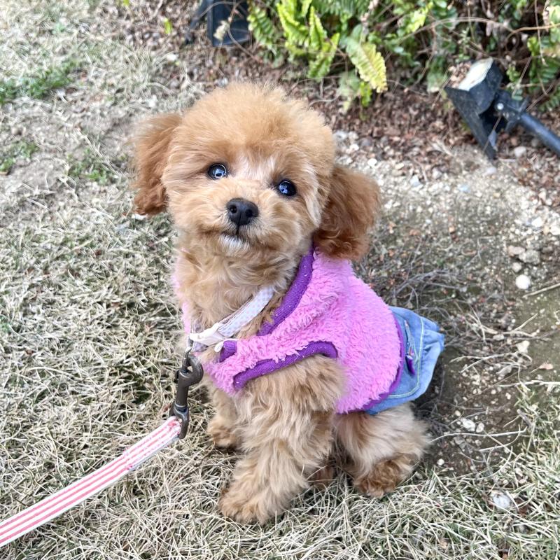 販売中の愛知県のタイニープードル-433495の2枚目