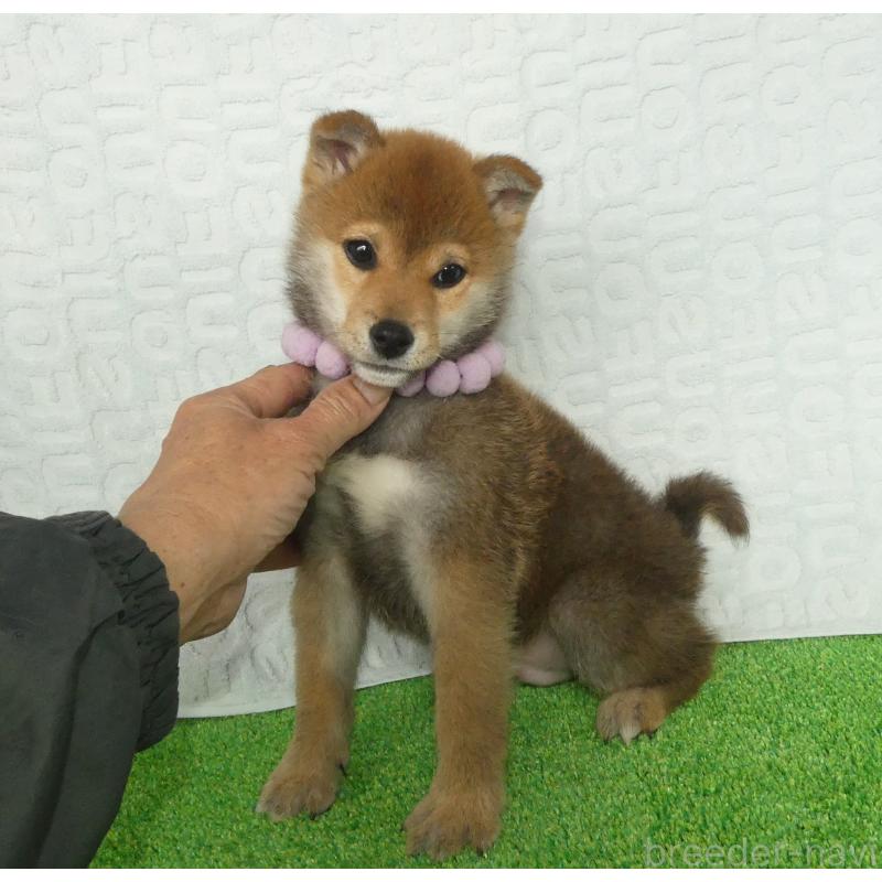 販売中の静岡県の柴犬-453386の3枚目