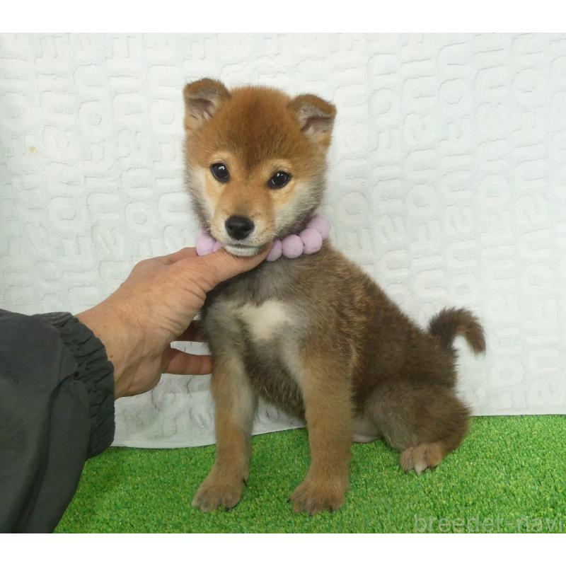 販売中の静岡県の柴犬-453386の2枚目