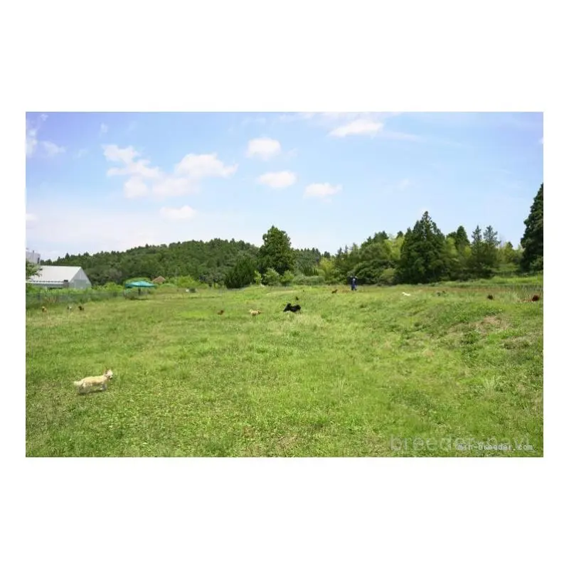 販売中の東京都のミックス犬-453395の2枚目