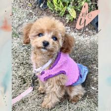 ♀︎タイニープードル