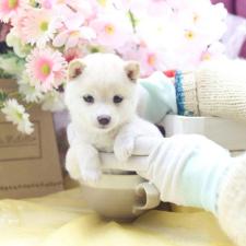 オンライン見学