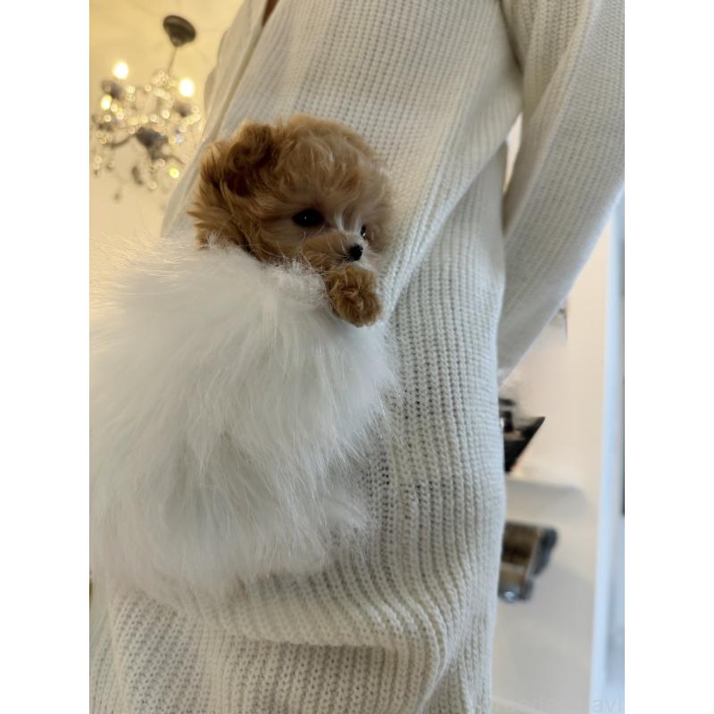 販売中の埼玉県のトイプードル-453397の4枚目