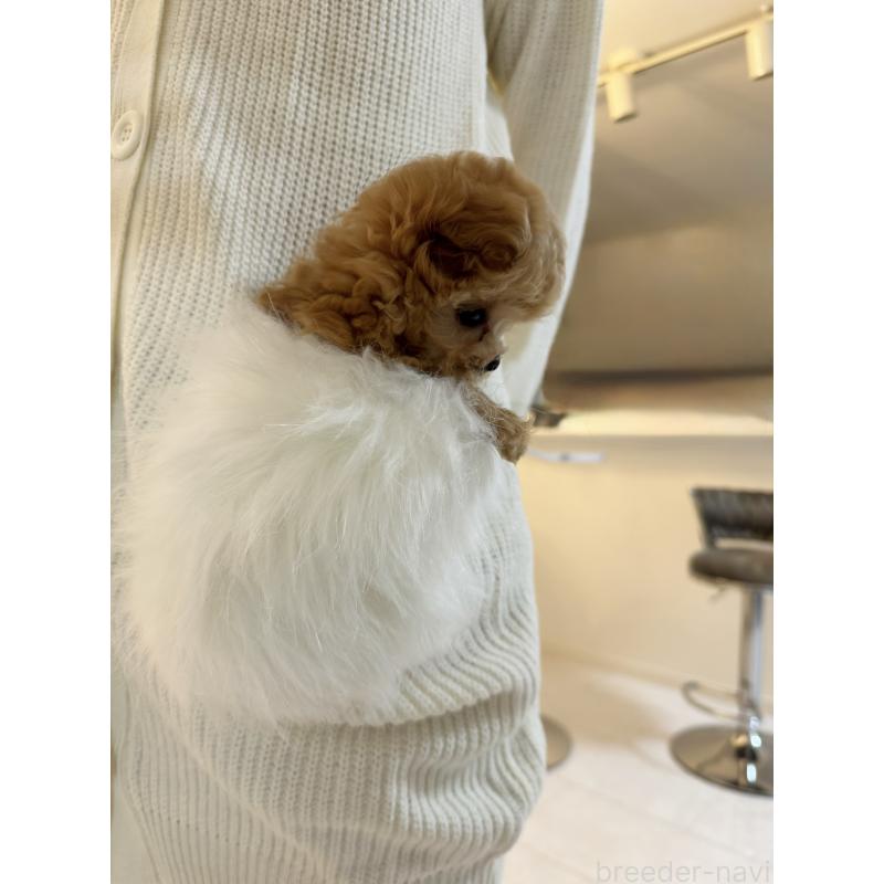 販売中の埼玉県のトイプードル-453397の3枚目