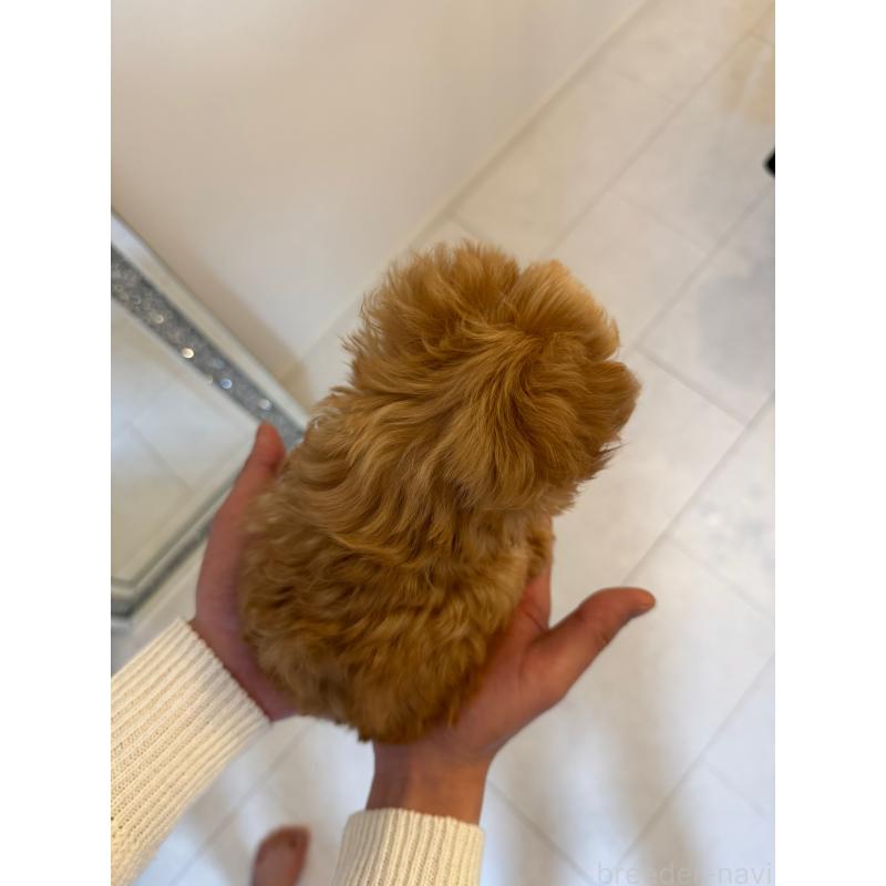 販売中の埼玉県のトイプードル-453397の2枚目