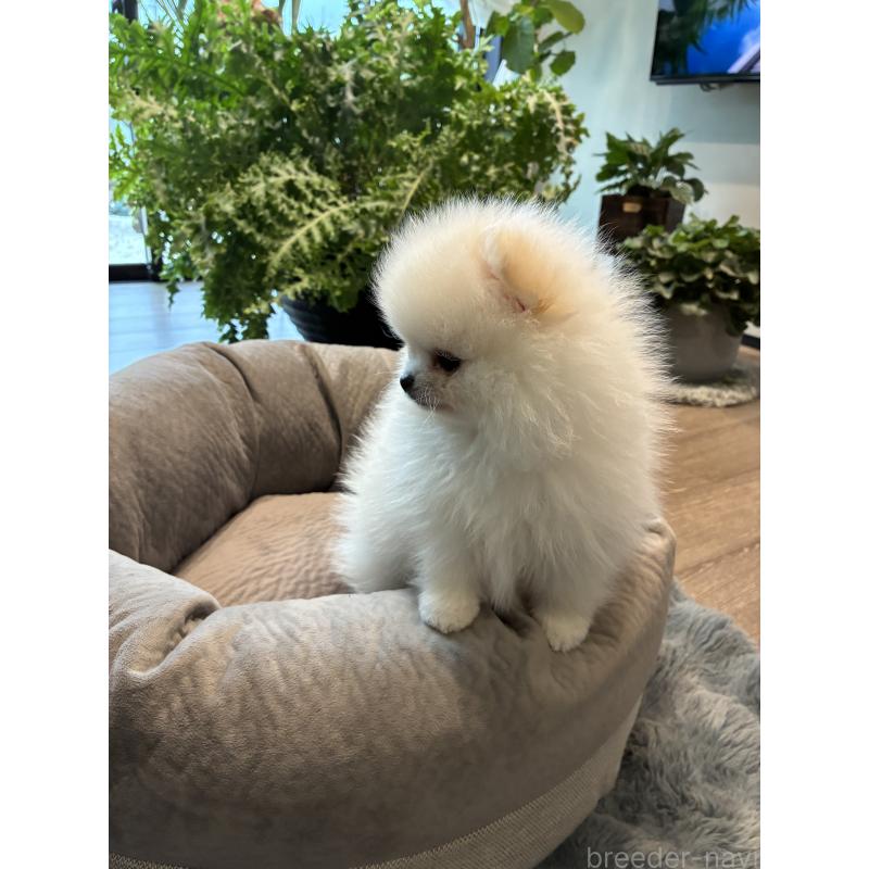 販売中の千葉県のポメラニアン-453414の6枚目