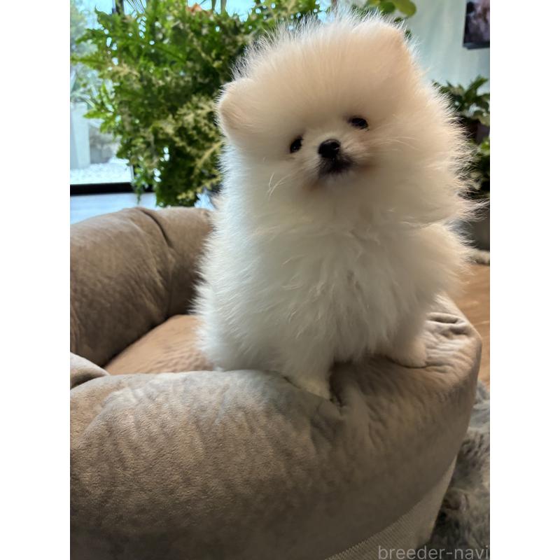 販売中の千葉県のポメラニアン-453414の5枚目