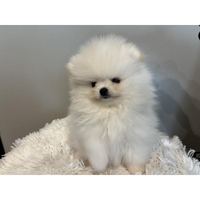 販売中の千葉県のポメラニアン-453414の4枚目