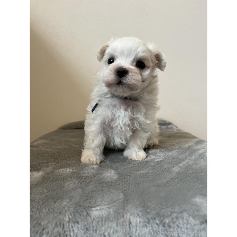 販売中の埼玉県のマルチーズ-453398の5枚目