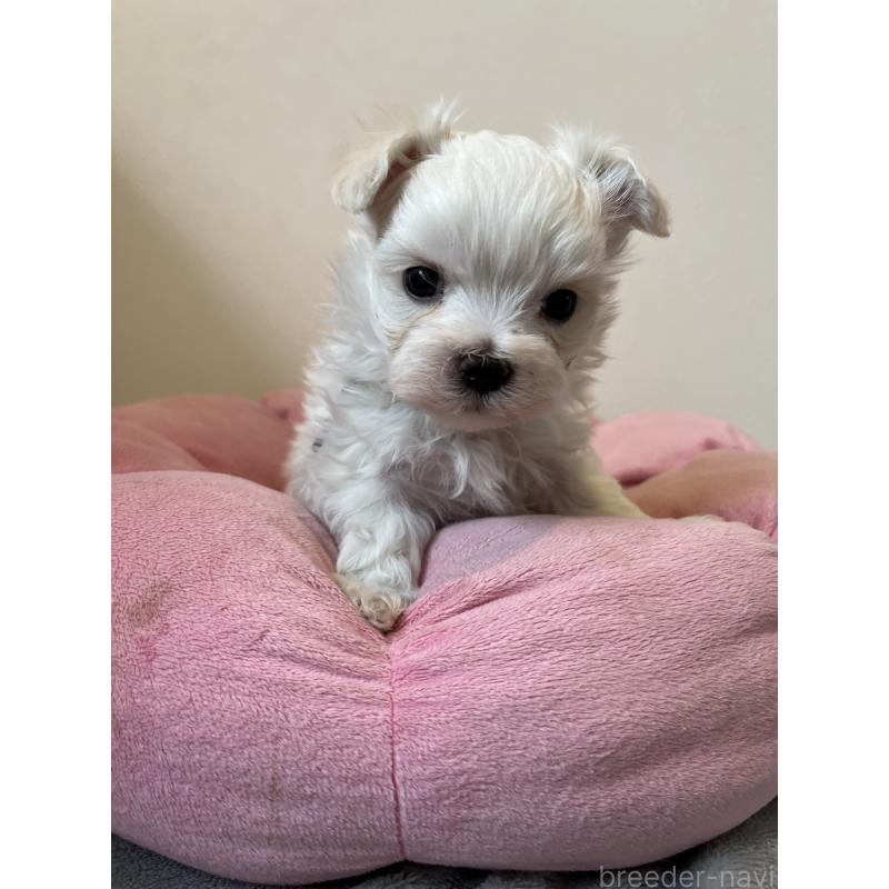 販売中の埼玉県のマルチーズ-453398の4枚目