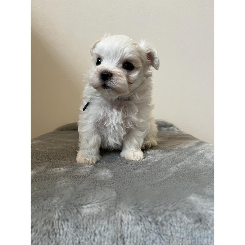 販売中の埼玉県のマルチーズ-453398の3枚目