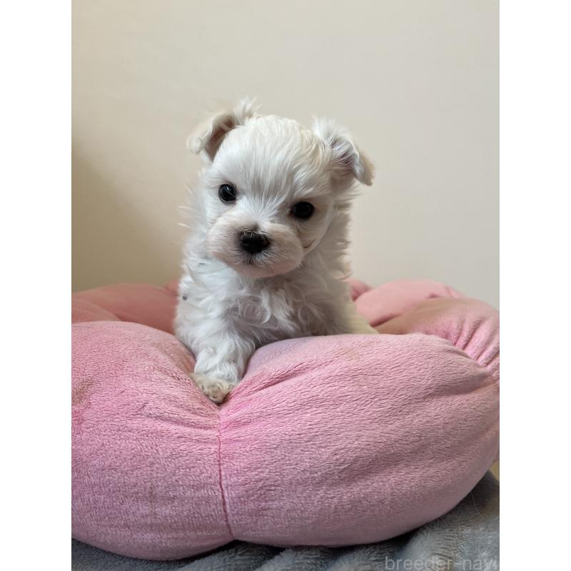 販売中の埼玉県のマルチーズ-453398の2枚目