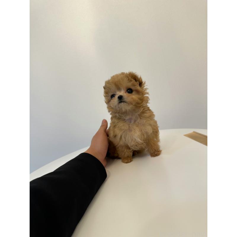 販売中の埼玉県のチワプー:チワワ×トイプードル-453399の3枚目