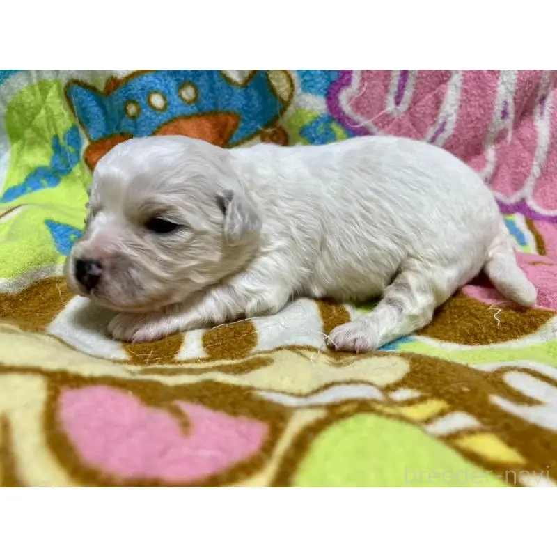 販売中の千葉県のビションフリーゼ-453402の7枚目