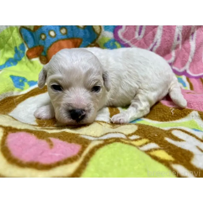 販売中の千葉県のビションフリーゼ-453402の6枚目