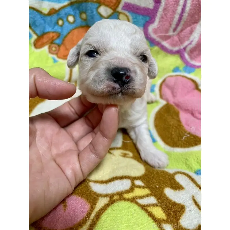 販売中の千葉県のビションフリーゼ-453402の5枚目