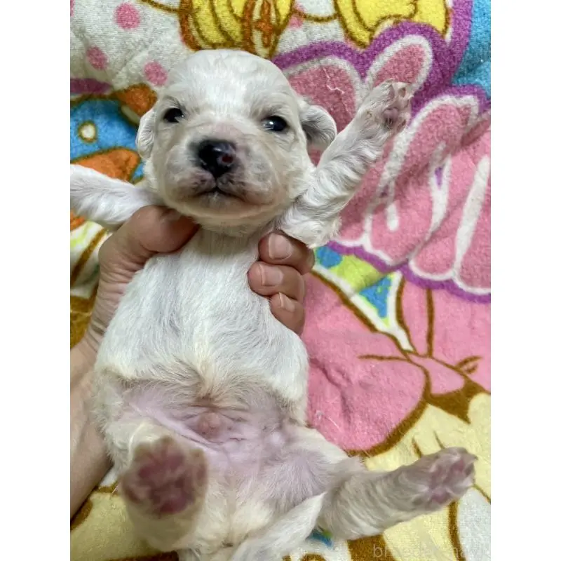 販売中の千葉県のビションフリーゼ-453402の4枚目