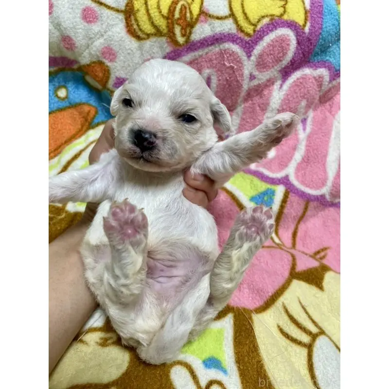 販売中の千葉県のビションフリーゼ-453402の3枚目