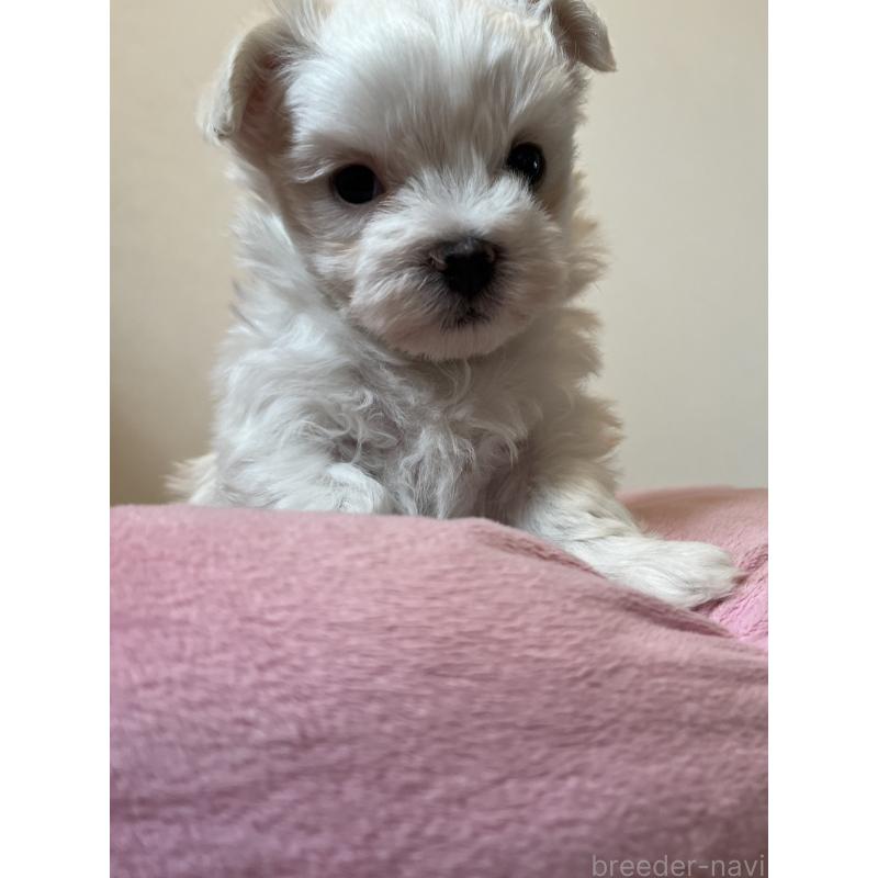 販売中の埼玉県のマルチーズ-453401の4枚目