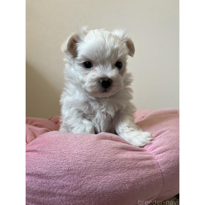 販売中の埼玉県のマルチーズ-453401の3枚目