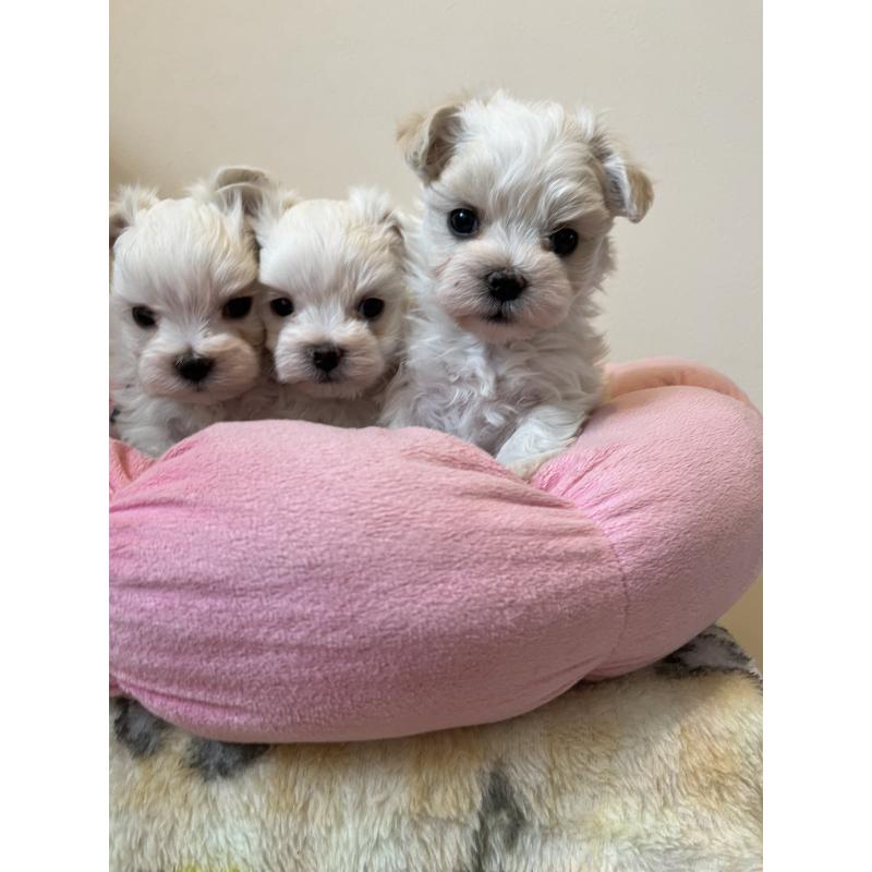 販売中の埼玉県のマルチーズ-453401の2枚目