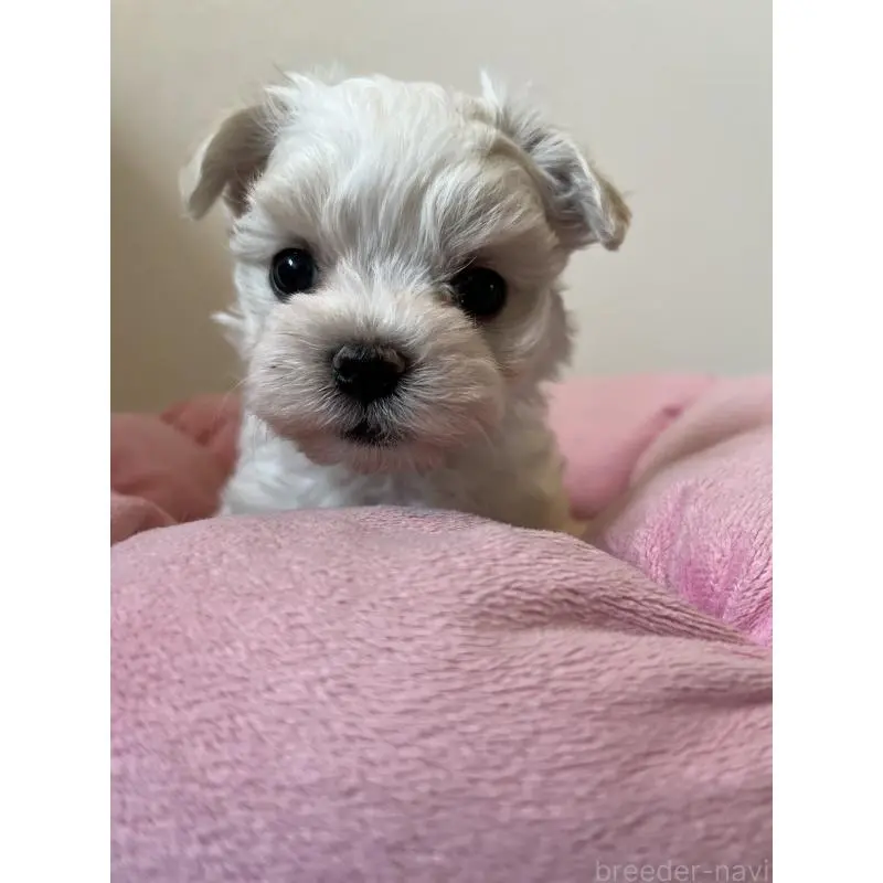 販売中の埼玉県のマルチーズ-453404