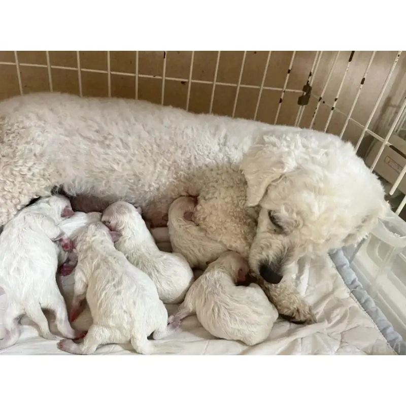 販売中の千葉県のビションフリーゼ-453403の2枚目