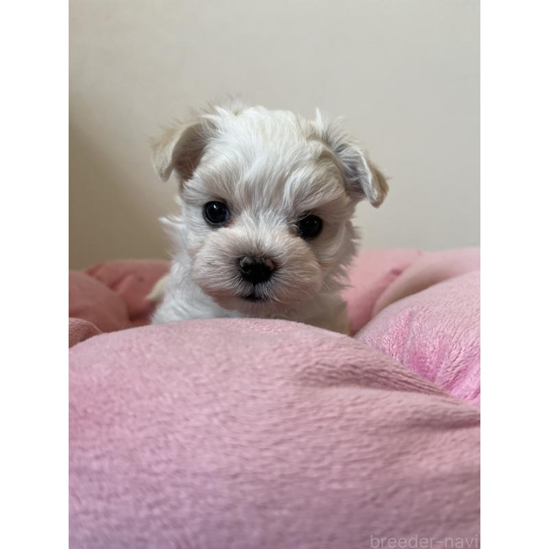 販売中の埼玉県のマルチーズ-453404の5枚目