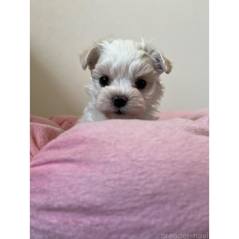 販売中の埼玉県のマルチーズ-453404の4枚目